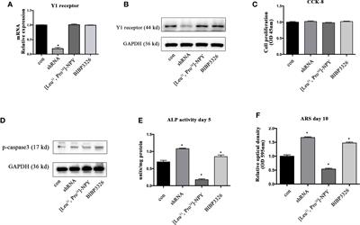 Inhibition of Y1 Receptor Promotes Osteogenesis in Bone Marrow Stromal Cells via cAMP/PKA/CREB Pathway